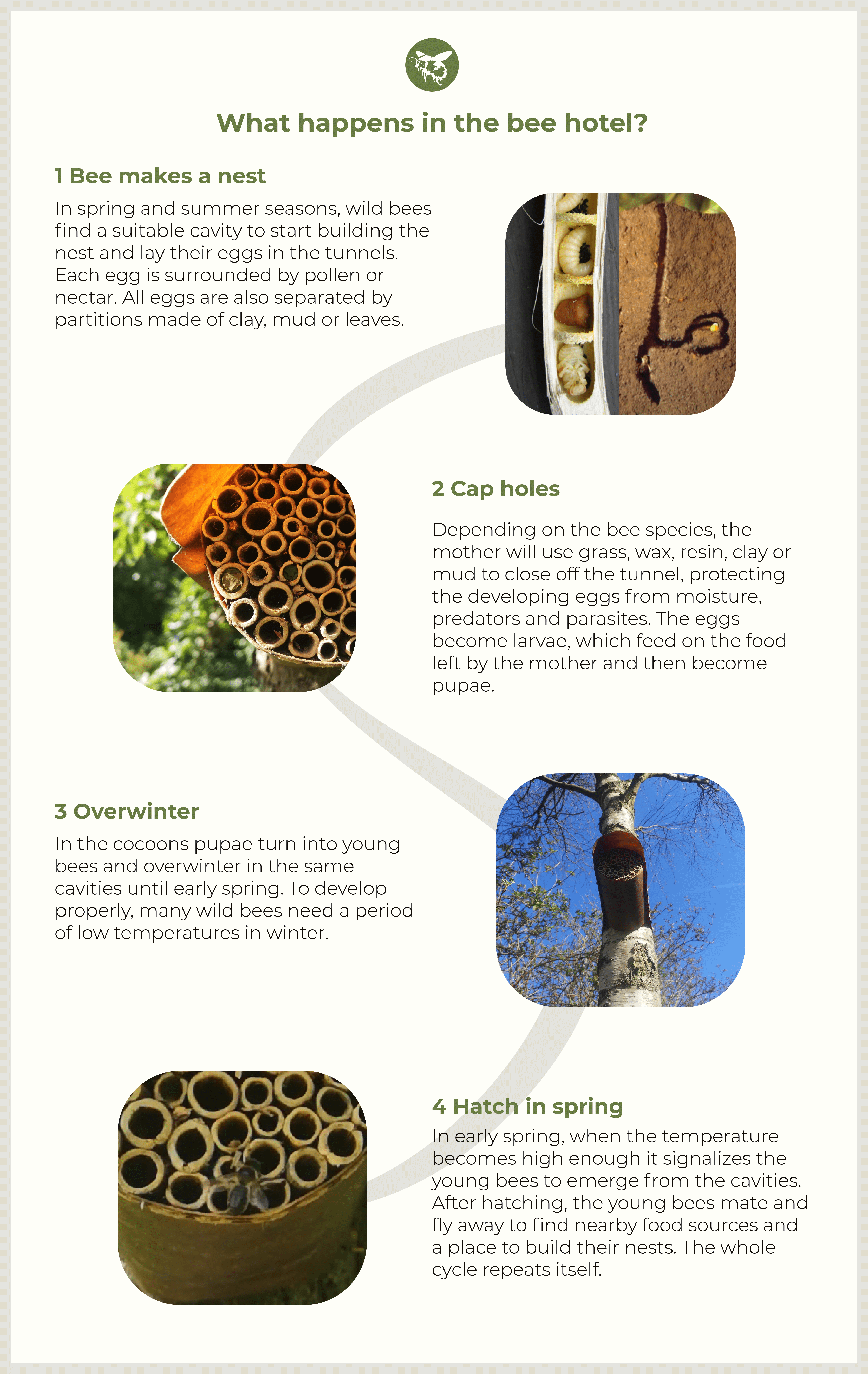 What happens in the bee hotel. Adapted from EALT (2018), updated using information from Mader et al.,
              (2010).