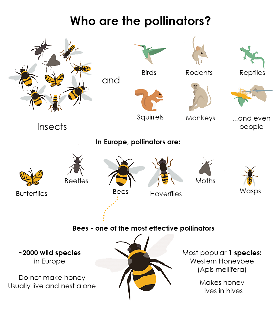 pollinators decline chart