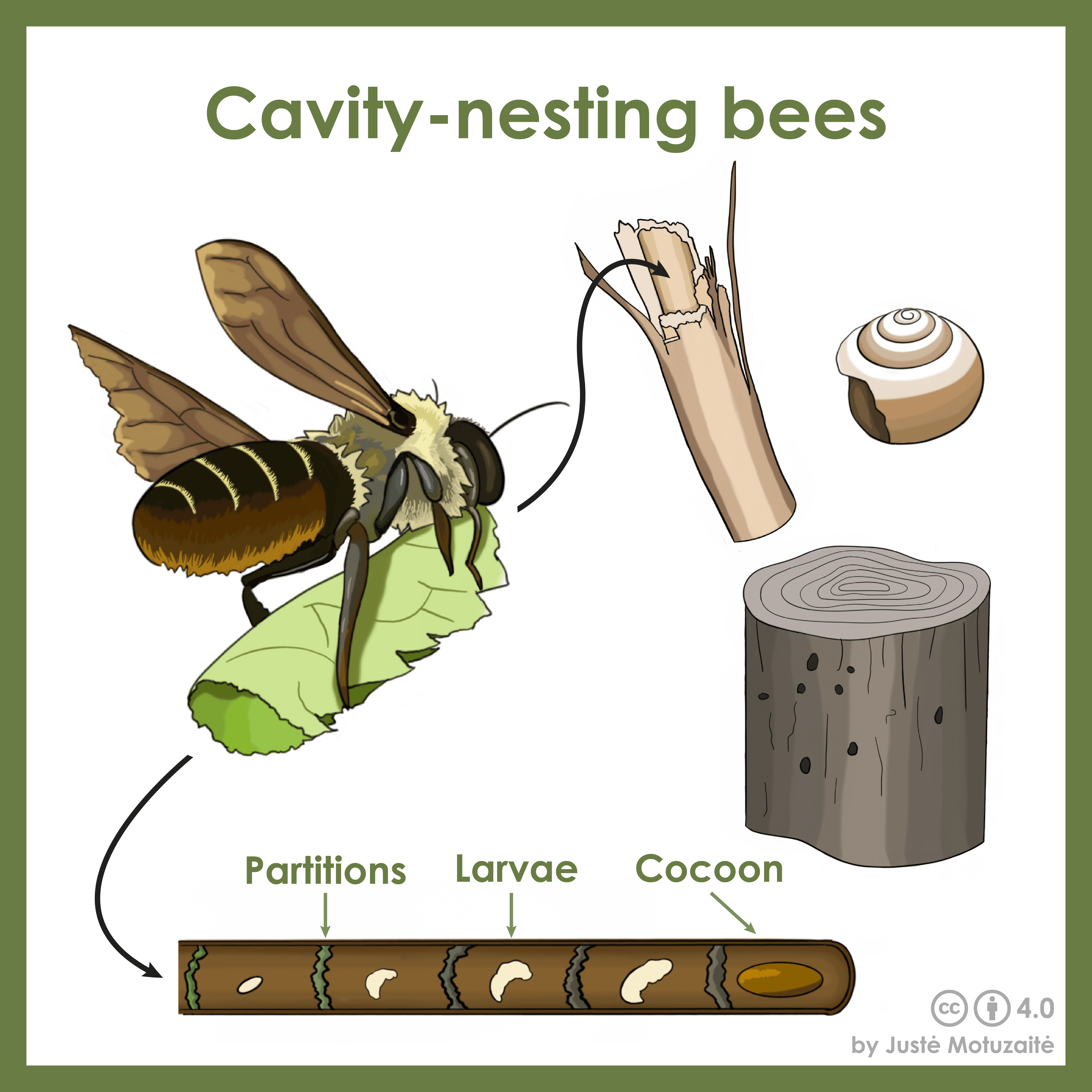 Cavity nesting bee