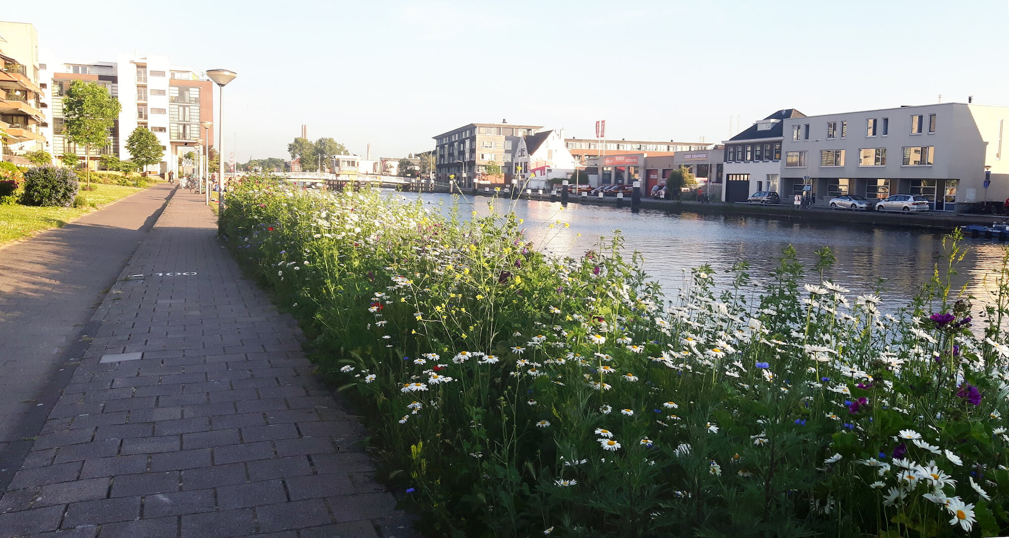 Laukinės gėlės šalia kanalo. Delftas, Nyderlandai.