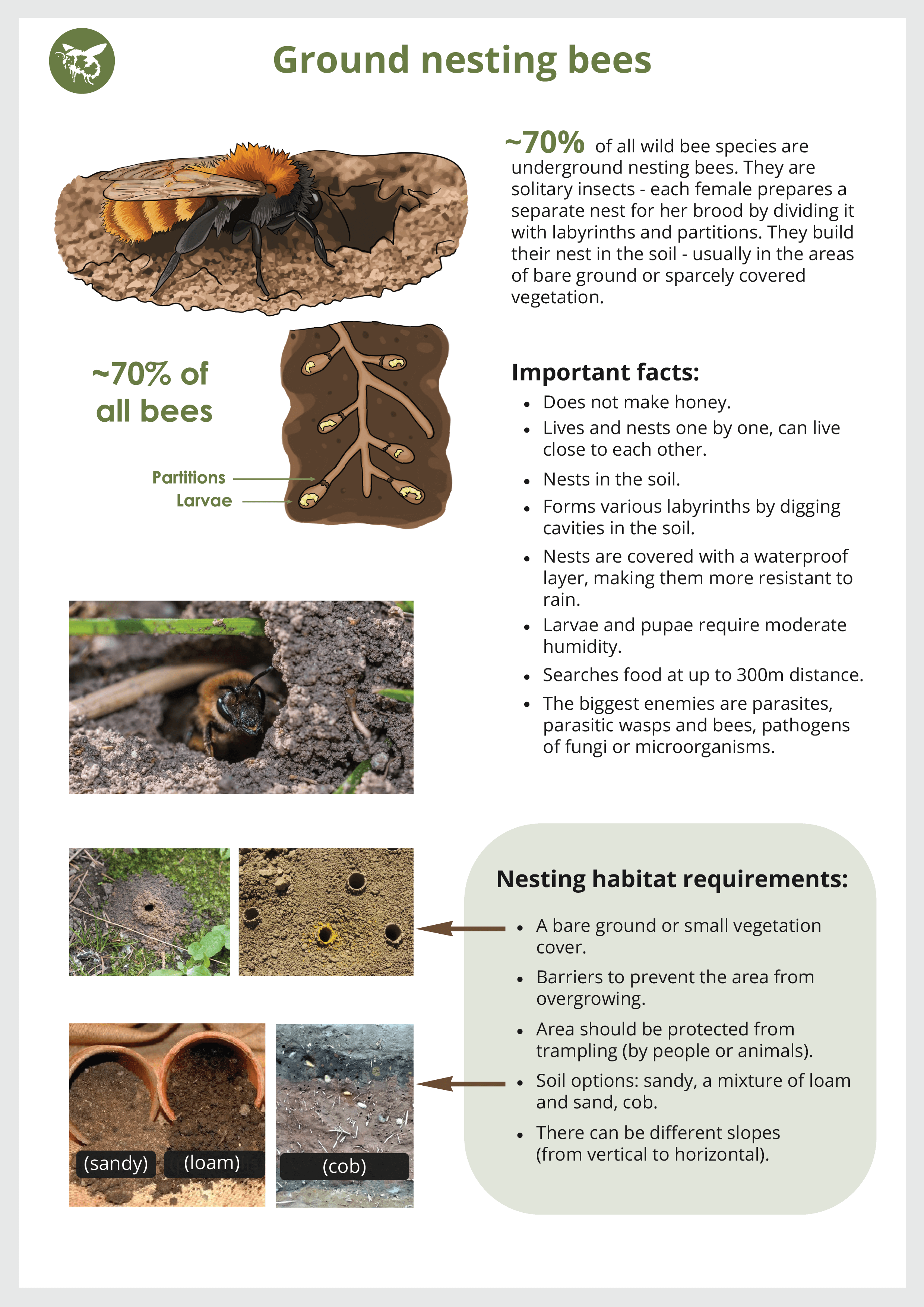 Memo for the participants about ground nesting bees